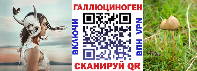 Псилоцибиновые грибы Psilocybe  Сураж 